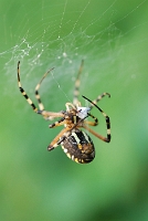 Argiope bruennichi con preda
